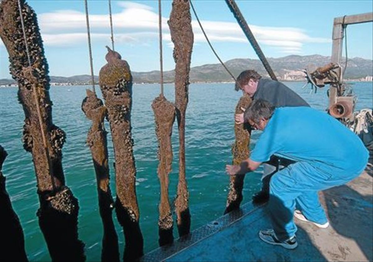 Cultivo de mejillón frente a la costa de Alcanar.