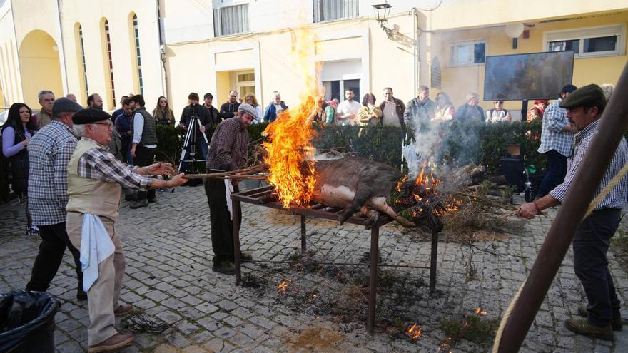 Matanza tradicional del cerdo ibérico en Alcaracejos