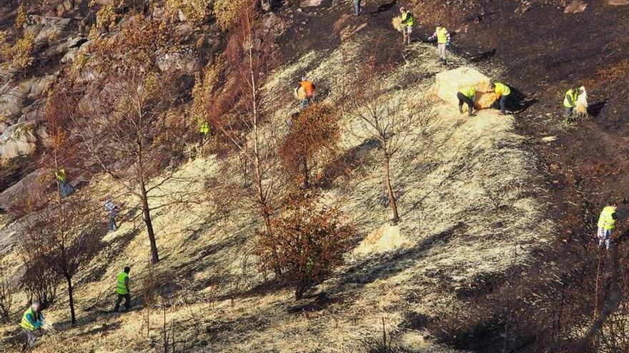 Voluntarios esparciendo paja por las laderas del entorno del monte Alba en Vigo. // Fdv