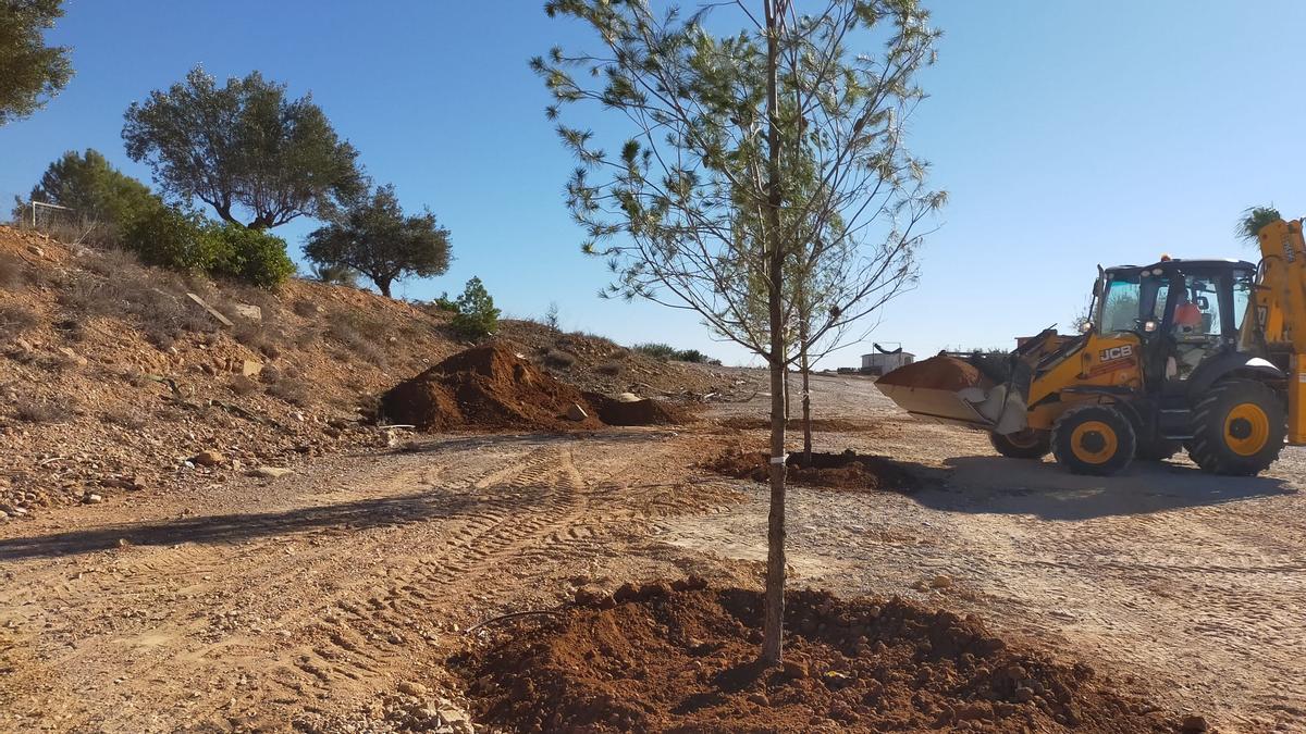 Los pinos plantados en el Campo de Tiro de Torrent