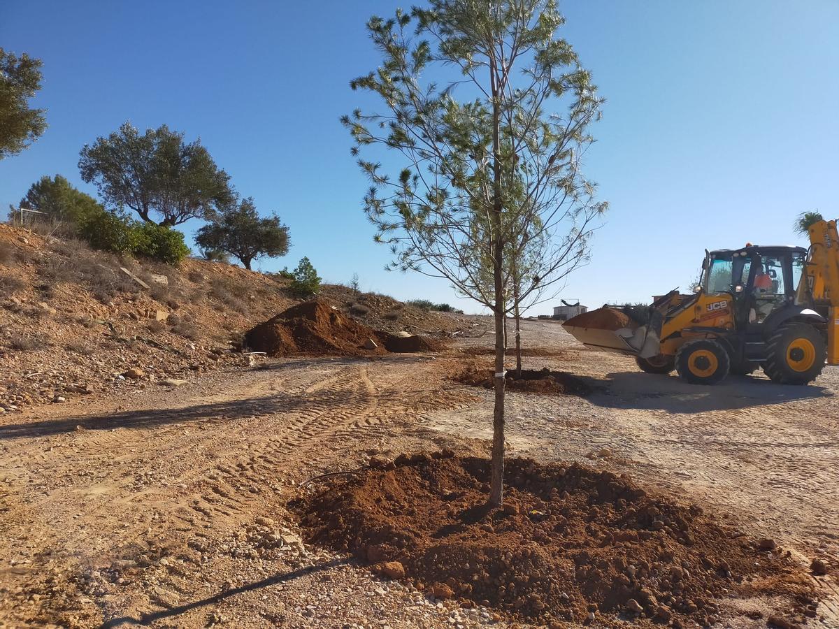 Los pinos plantados en el Campo de Tiro de Torrent