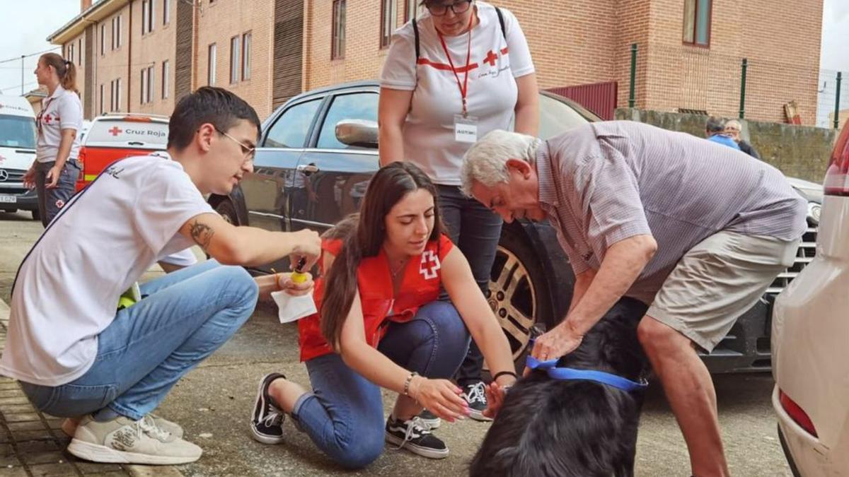 Atención a la mascota de una familia desplazada por el incendio. | C. R. E.