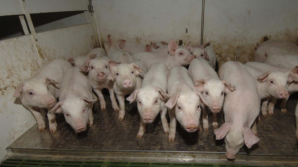 Piara de cerdos en una explotación de Ivars d'Urgell, en Lleida.