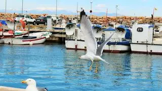 Què en farem del port pesquer?