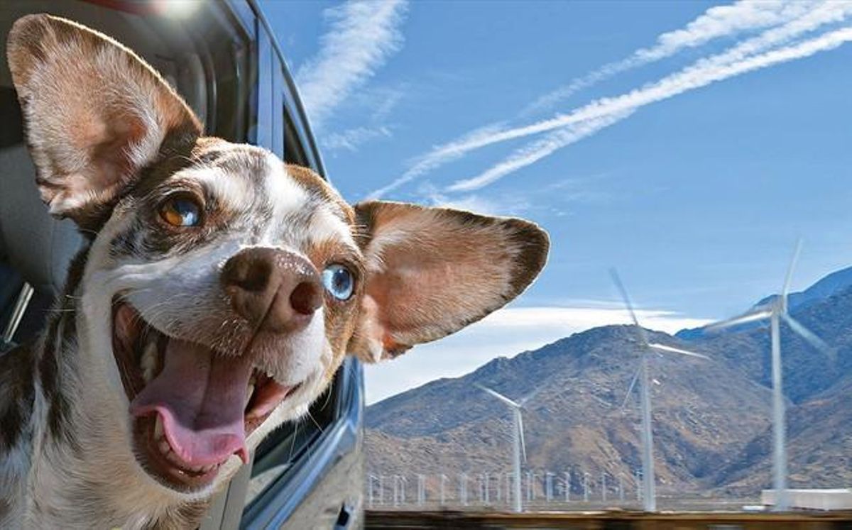Imagen del libro ’Dogs in cars’