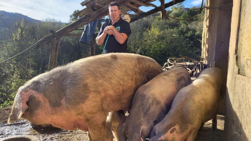 Cómo &quot;pilotar&quot; un gochu de 350 kilos: el ganadero de San Martín premiado por su manejo de cerdos asturceltas relata su secreto