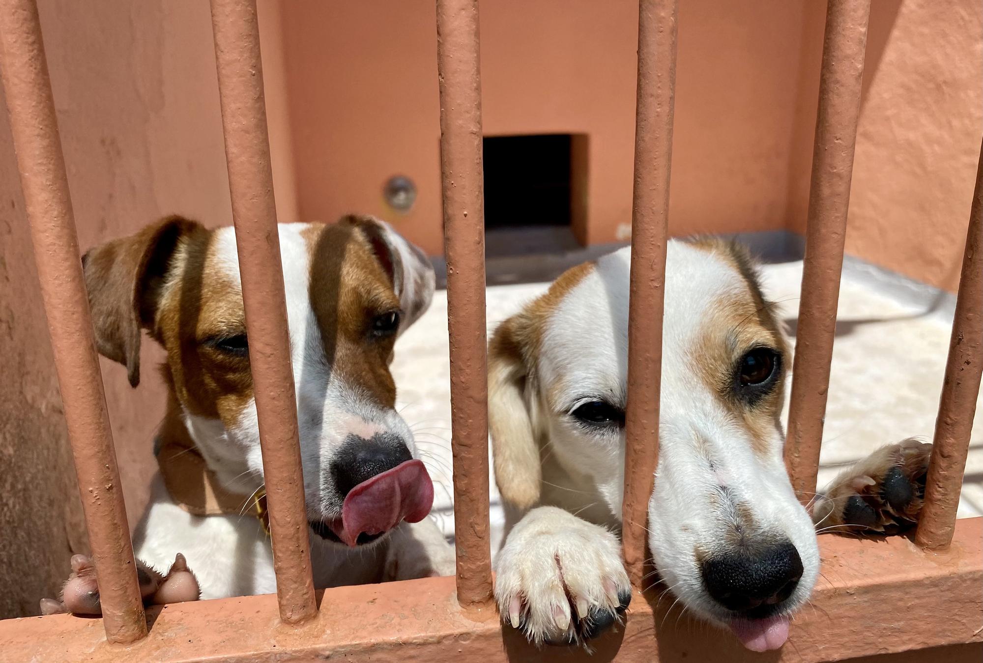 Los fotos de los perros que Palma ha adjudicado en adopción - Diario de  Mallorca