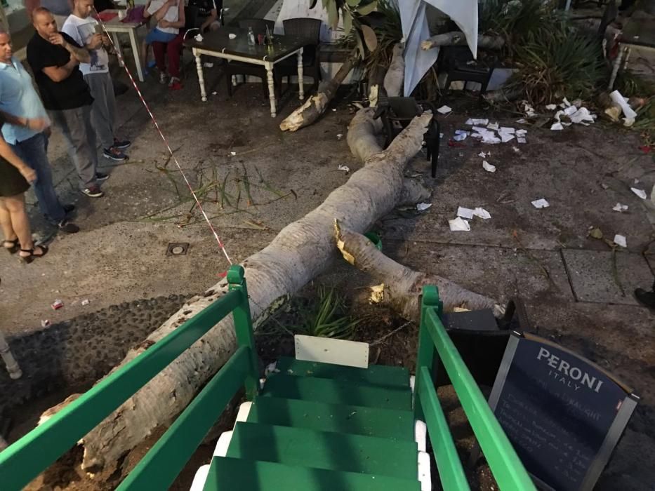 Caída de un árbol en Costa Teguise