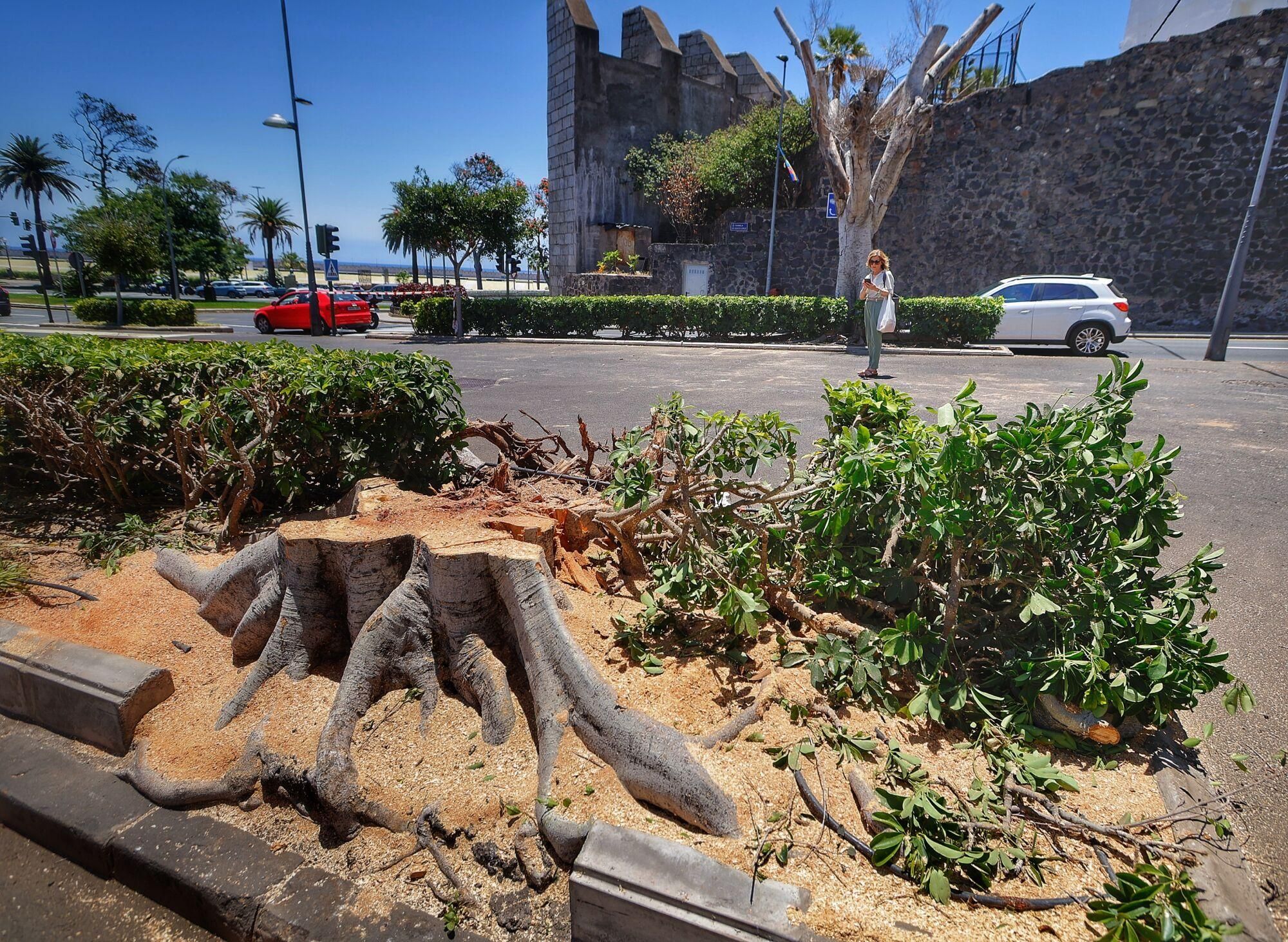 Tala de árboles en la Rambla de Santa Cruz de Tenerife