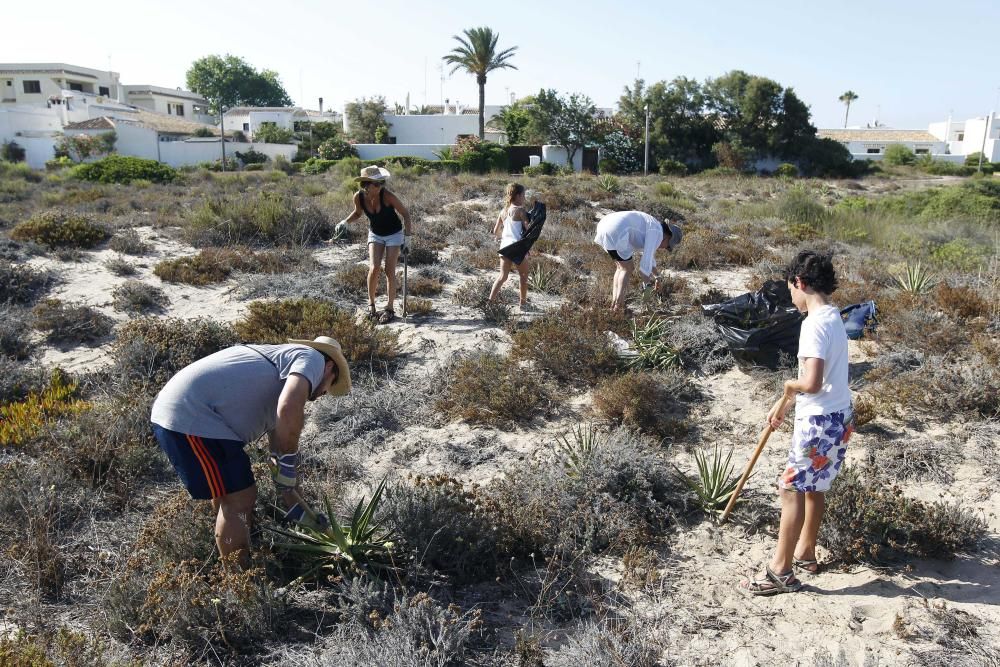 Limpieza de plantas invasoras en la Devesa del Saler