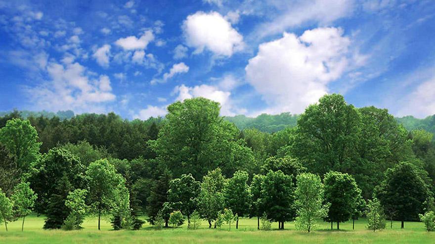 200 árboles para compensar la contaminación del WAM