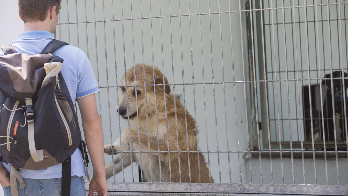 Un perro en una de las jaulas del albergue de animales de Oviedo.