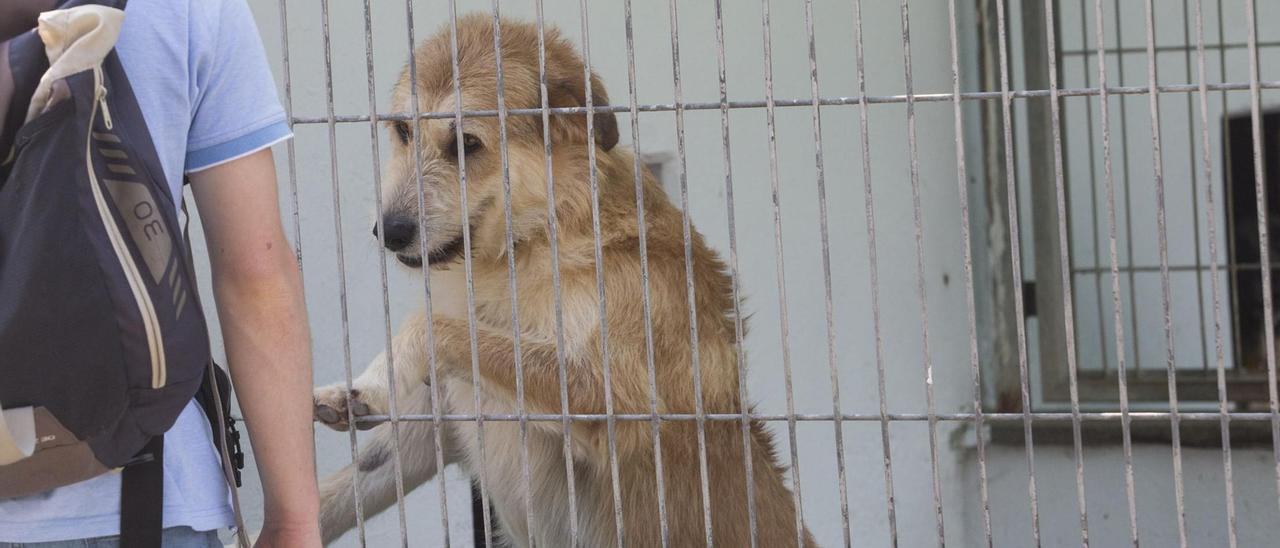 Un perro en una de las jaulas del albergue de animales de Oviedo.