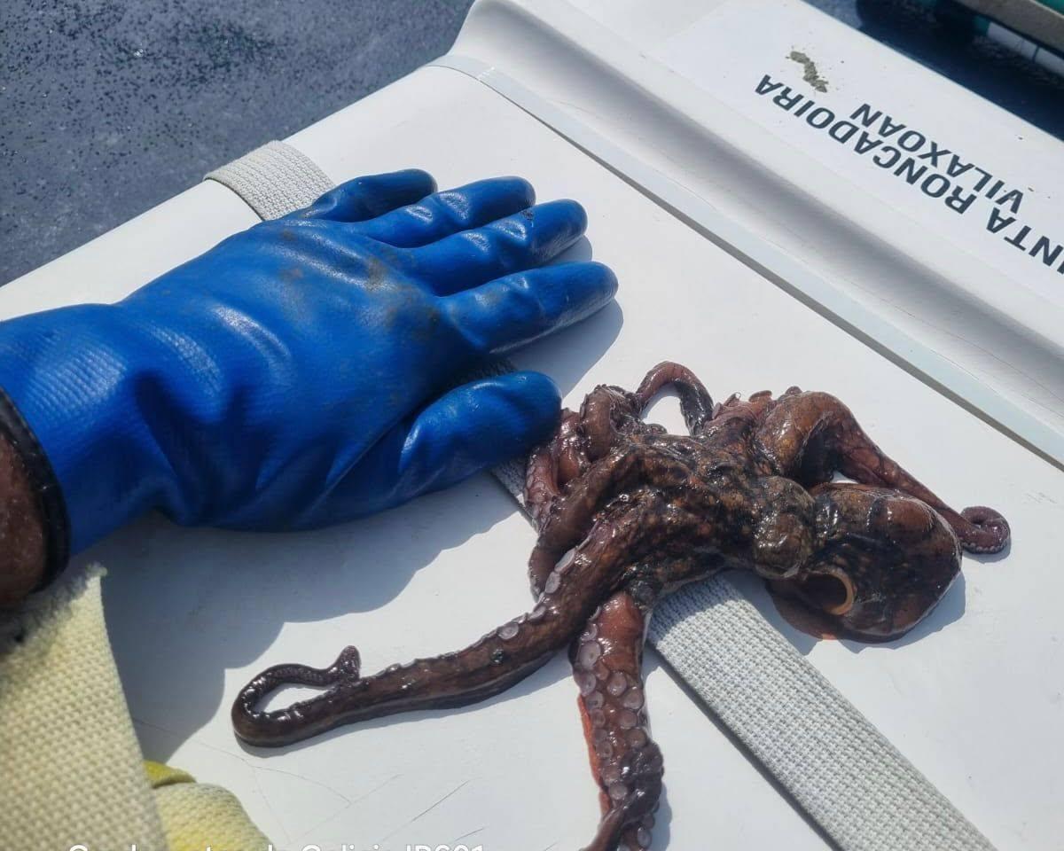 Pulpo de tamaño ilegal decomisado en un operativo contra el furtivismo.