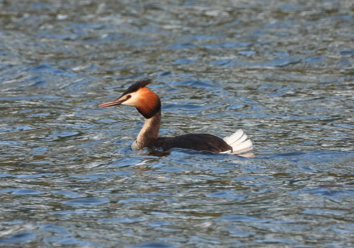 Mergullón Cristado.
