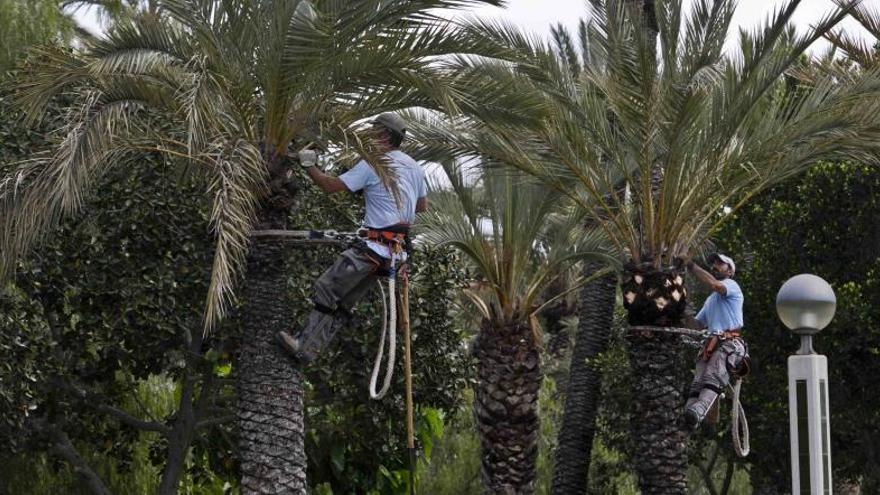 Elche trabaja para que el Ministerio de Trabajo proteja el oficio de palmerero