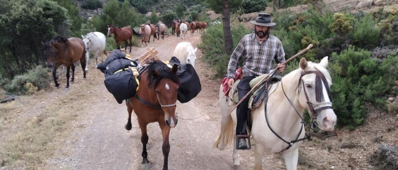 El ganado de equinos que partió el pasado martes desde Andilla hacia tierras turolenses.