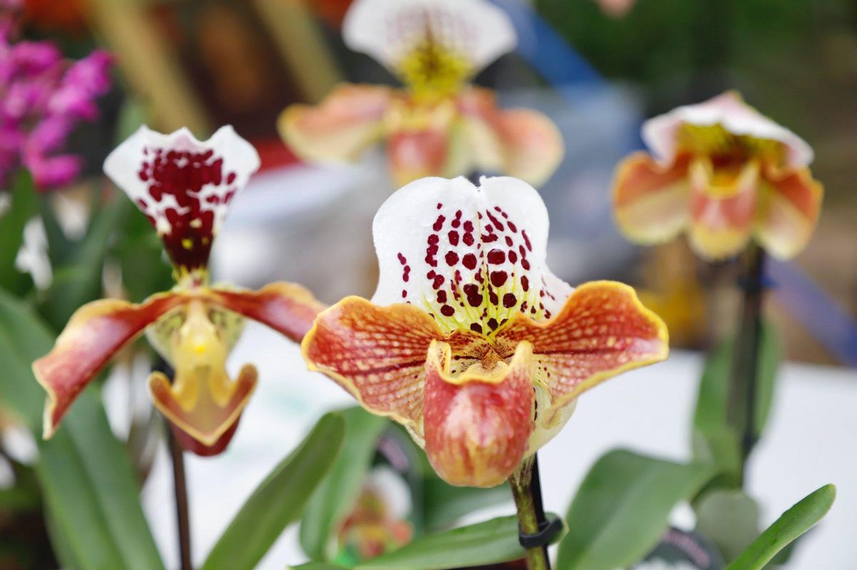 Las orquídeas están entre las flores más valoradas dentro de las plantas ornamentales.