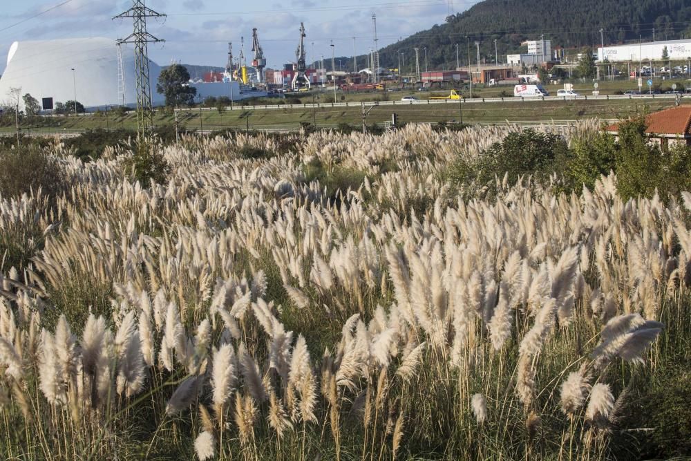 Plumeros de la Pampa, especie invasora