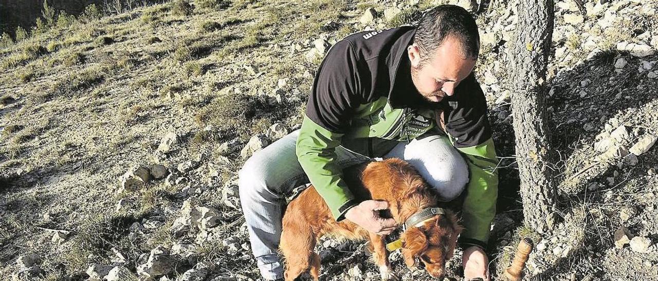 Un buscador de trufas recolecta el preciado hongo en un monte del término municipal de Morella junto a su perro.