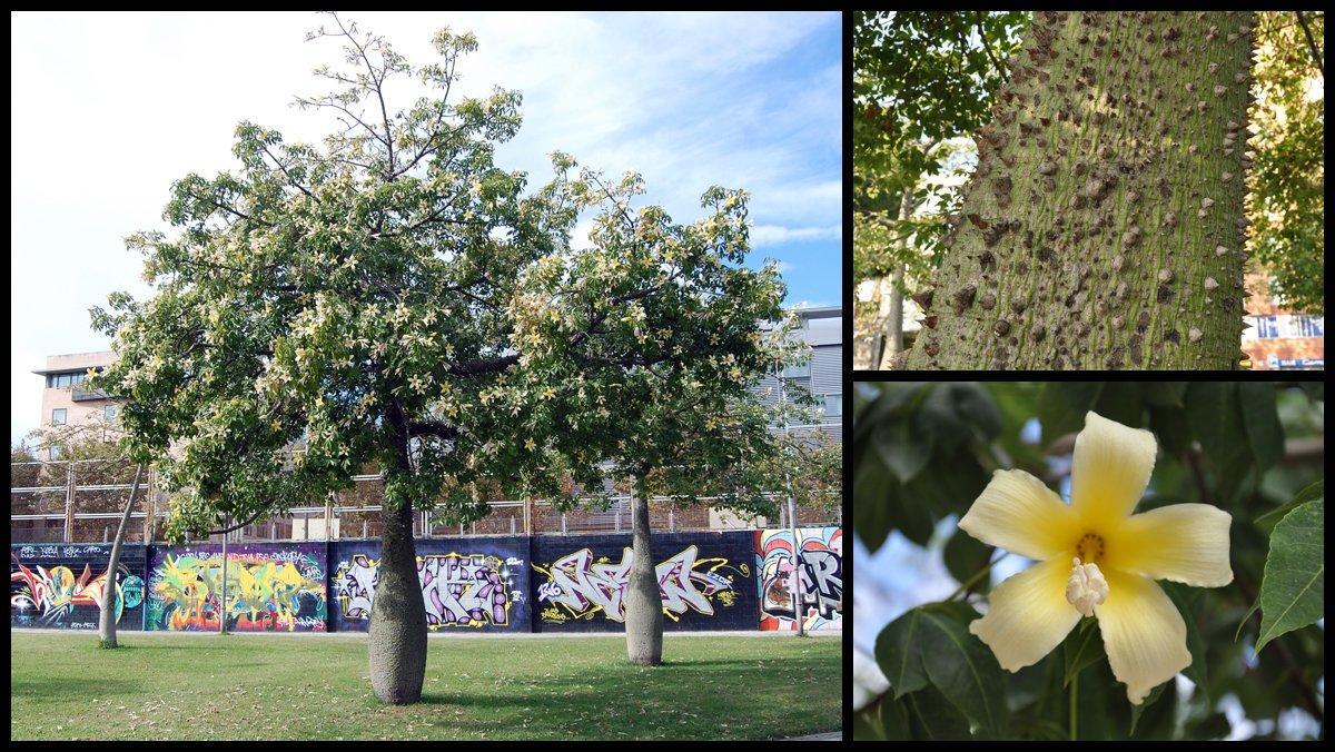 ficha-ob-ceiba-drassanes-barcelona ficha-ob-ceiba-drassanes-barcelona