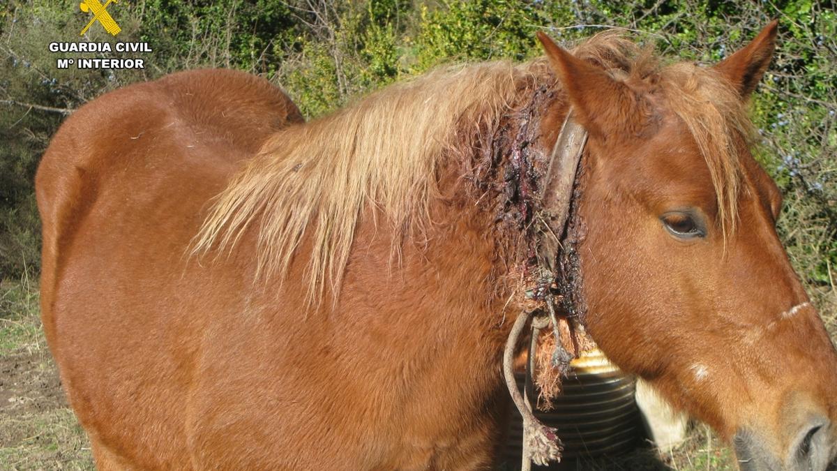 La yegua presenta una gran herida en el cuello.