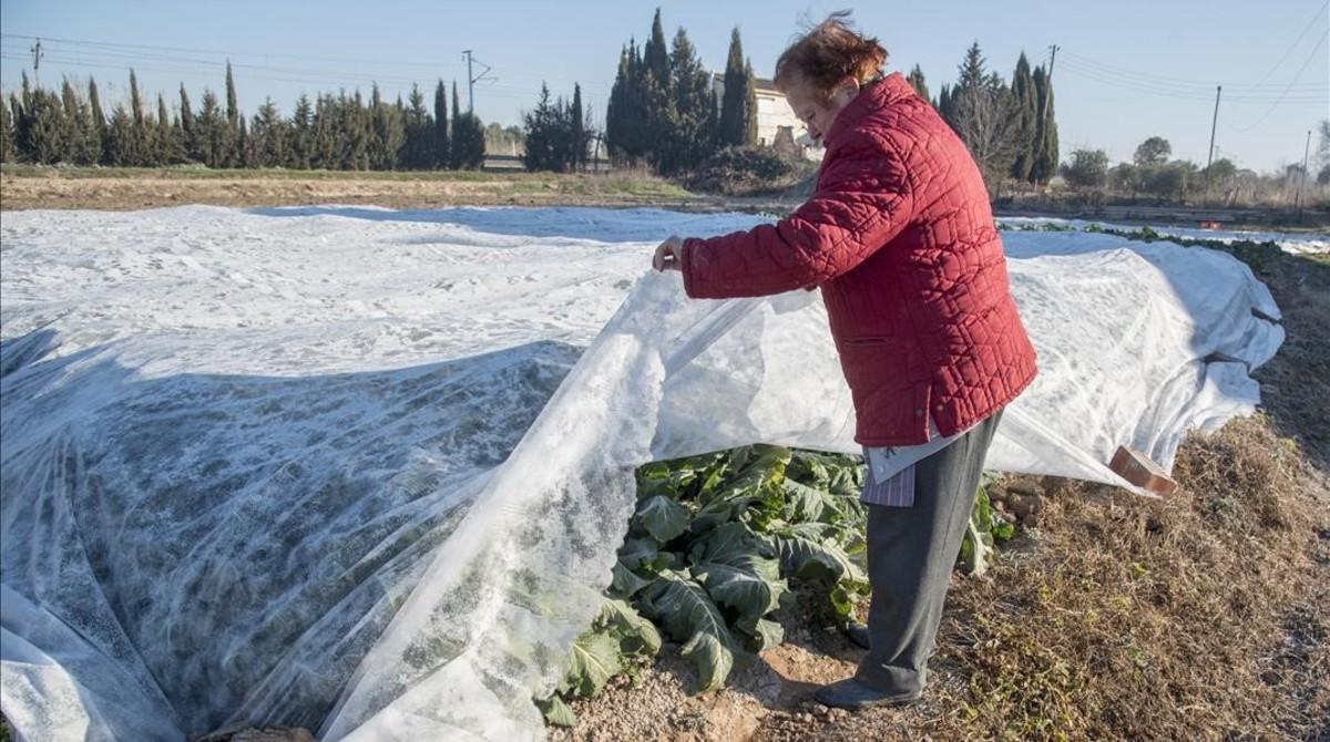 Una pagesa de la Horta de Sant Joan protege las verduras del frío.