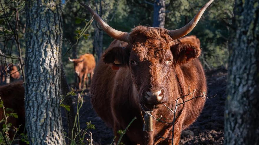 La pagesia de la Catalunya Central protagonista del calendari ecològic