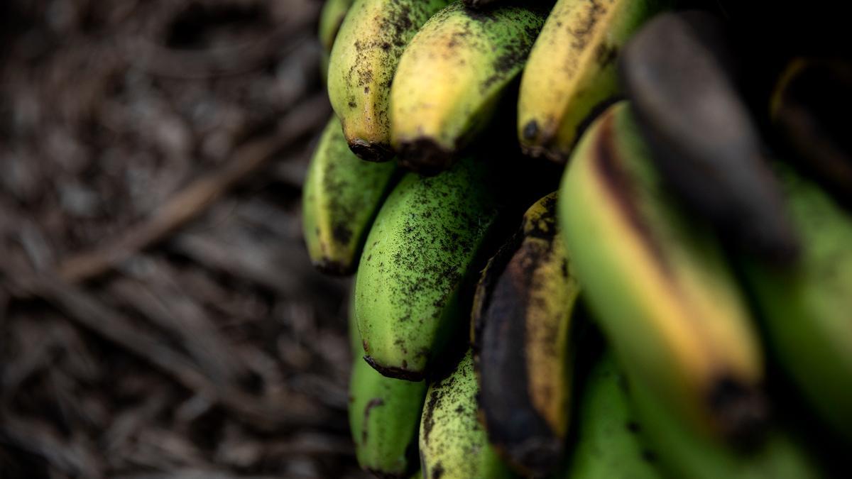 El plátano de Canarias colapsa tras el volcán de La Palma
