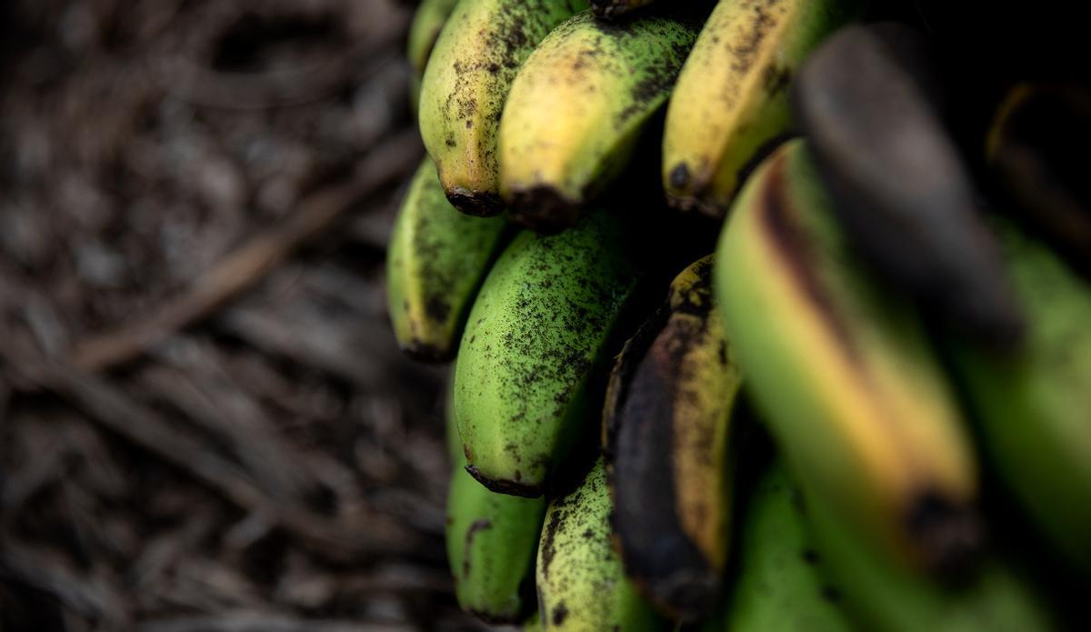 El plátano de Canarias colapsa tras el volcán de La Palma