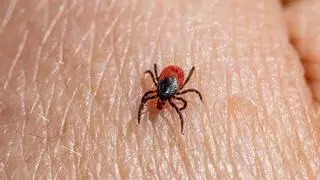 Cuando llega el calor, llegan las garrapatas: Madrid advierte sobre el riesgo de picaduras con las altas temperaturas
