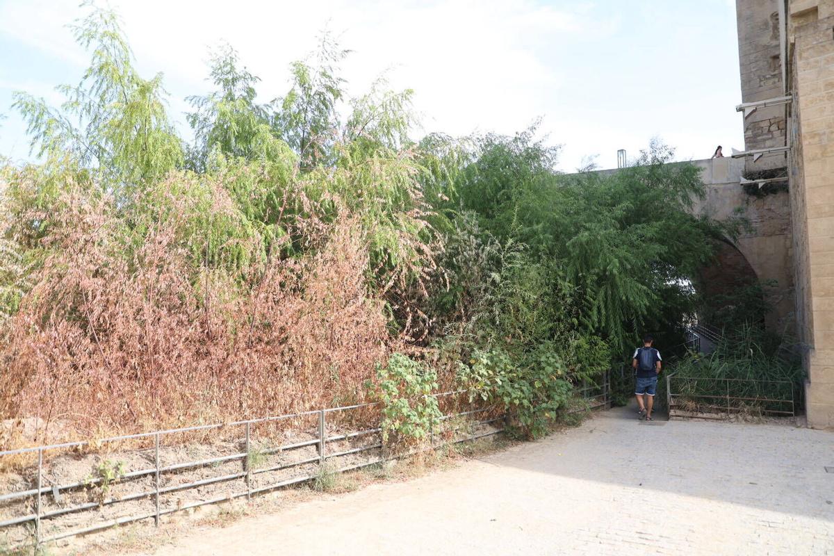 La vegetación toma el Puente Romano