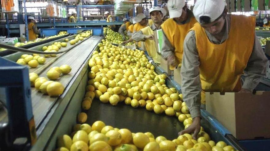 Almacén de recolección de limones