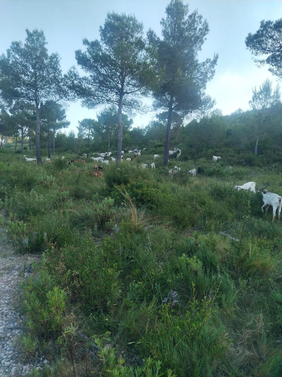 Algunas de las cabras.
