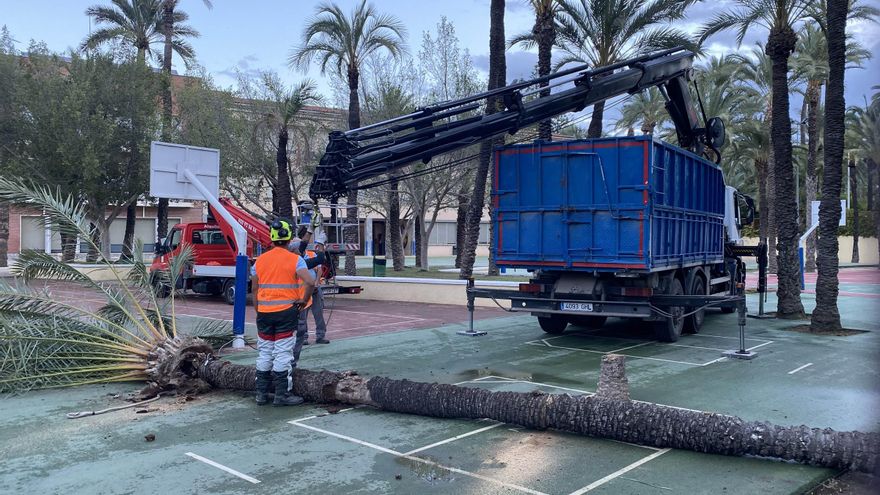 Elche licita por 165.000 euros la sustitución de 137 árboles y palmeras talados por riesgo de caída en colegios