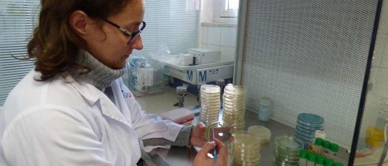 Rosa Pando, investigadora del Serida en Villaviciosa, trabajando en el laboratorio.