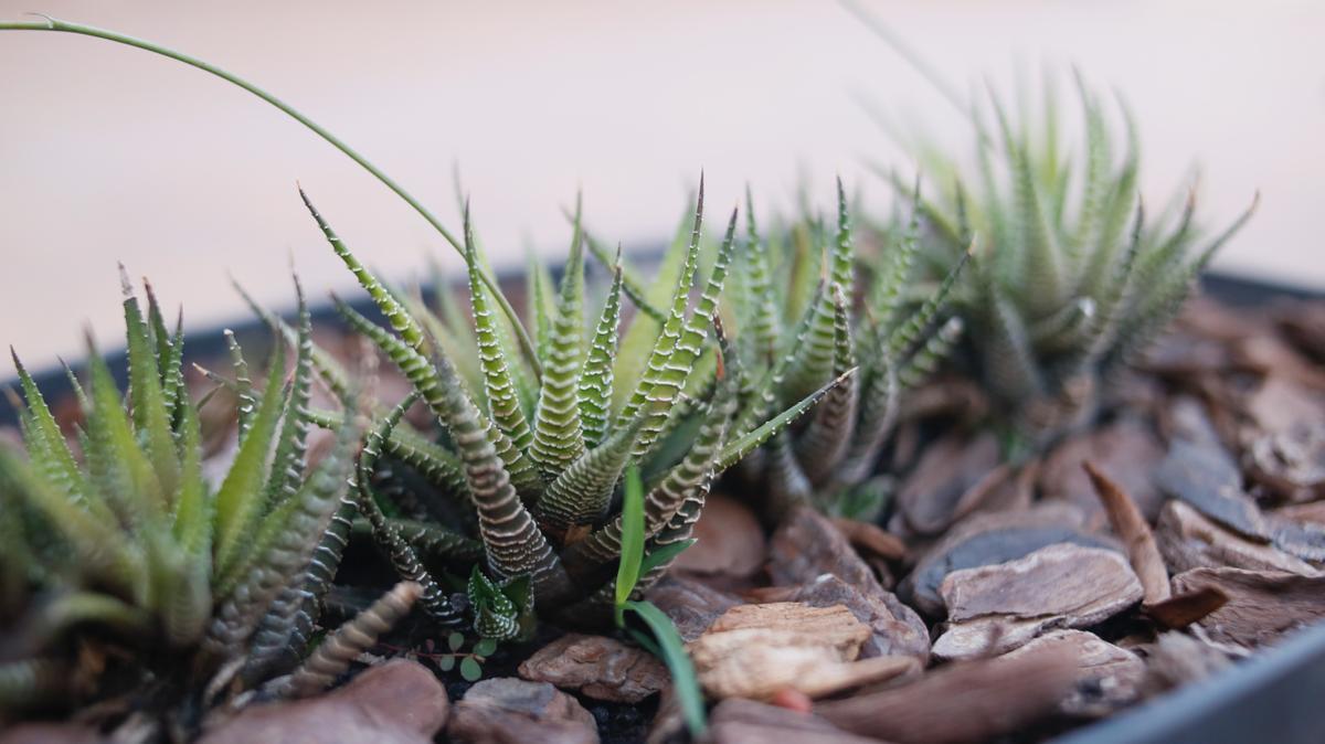 El Cactus cebra o Haworthia fasciata es una planta segura para gatos