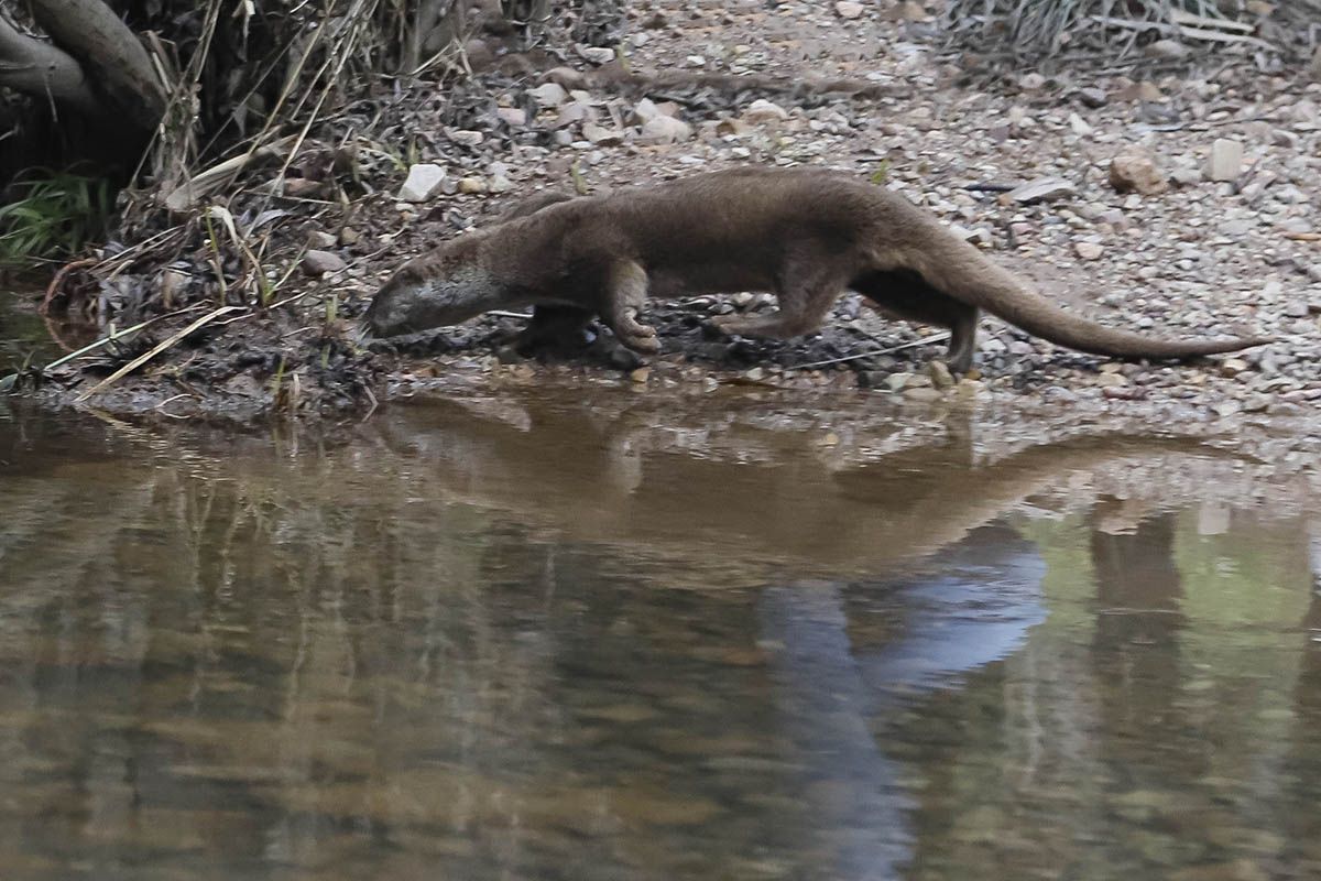 La nutria de Carlos III vuelve a la naturaleza