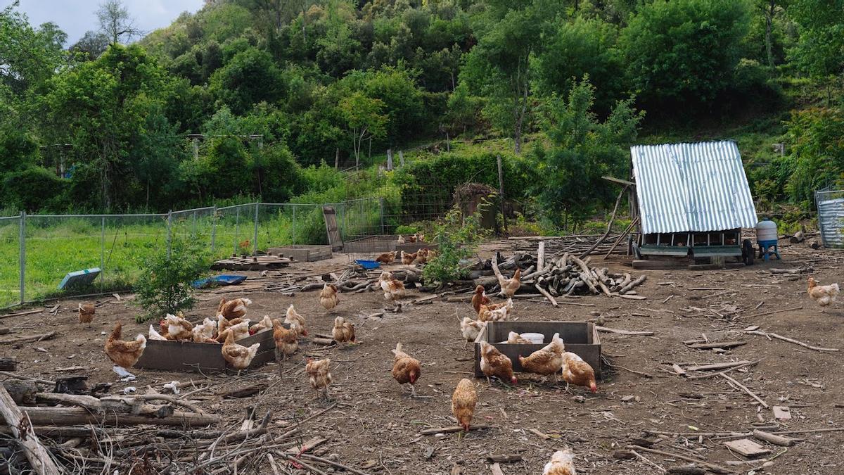 España levanta cinco meses después el confinamiento de las aves de corral al mejorar la situación de la gripe España levanta cinco meses después el confinamiento de las aves de corral al mejorar la situación de la gripe