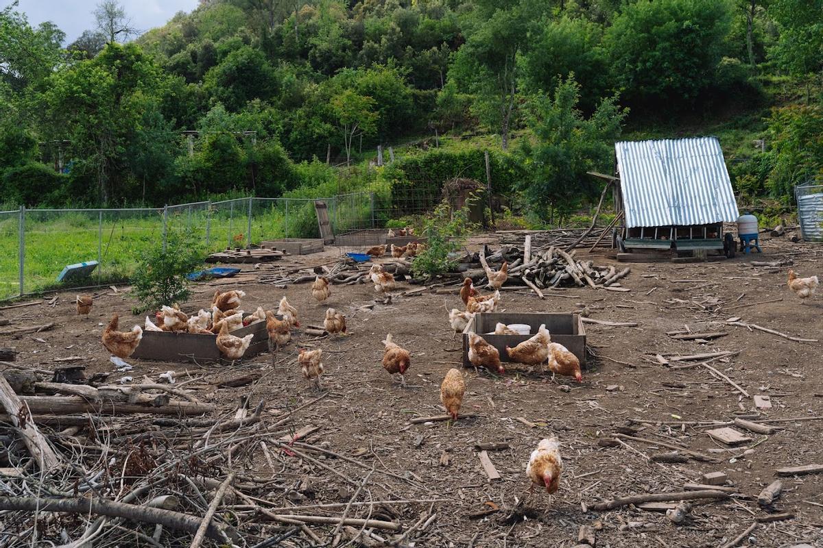 Espanya aixeca cinc mesos després el confinament de les aus de corral en millorar la situació de la grip aviària