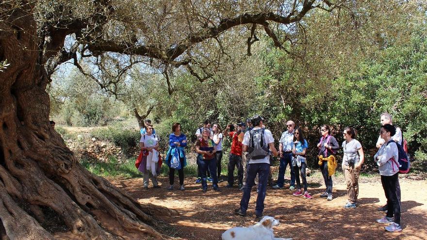 Olivos milenarios de Canet