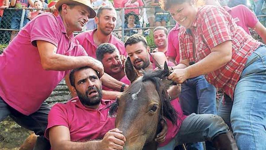 La actriz Teté Delgado se sumó a los &quot;aloitadores&quot; para cortar las crines de las reses.  // G. Santos