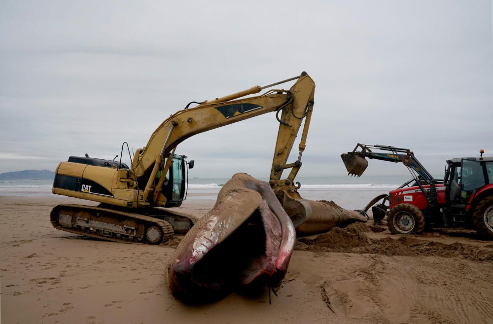 A 16,70-metre long fin whale that beached itself ...