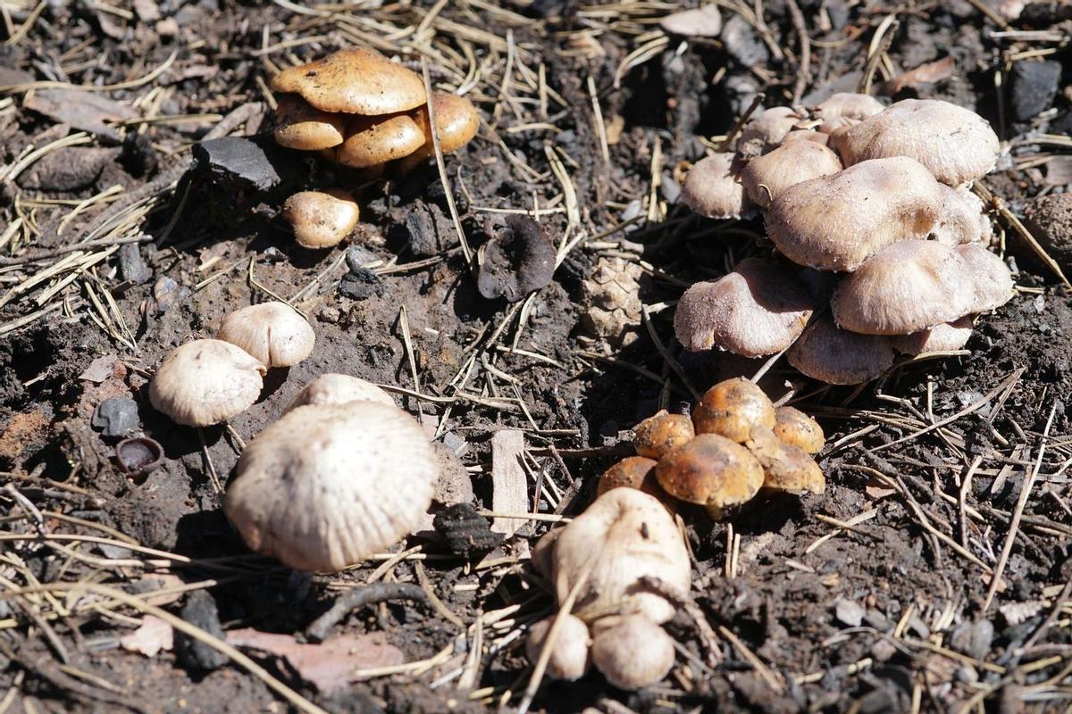 Tres especies pirofilas en una sola foto: Psathyrella pennata, Pholiota carbonaria y Plicaria endocarpoides