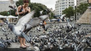 El Síndic  planeja prohibir donar menjar als coloms