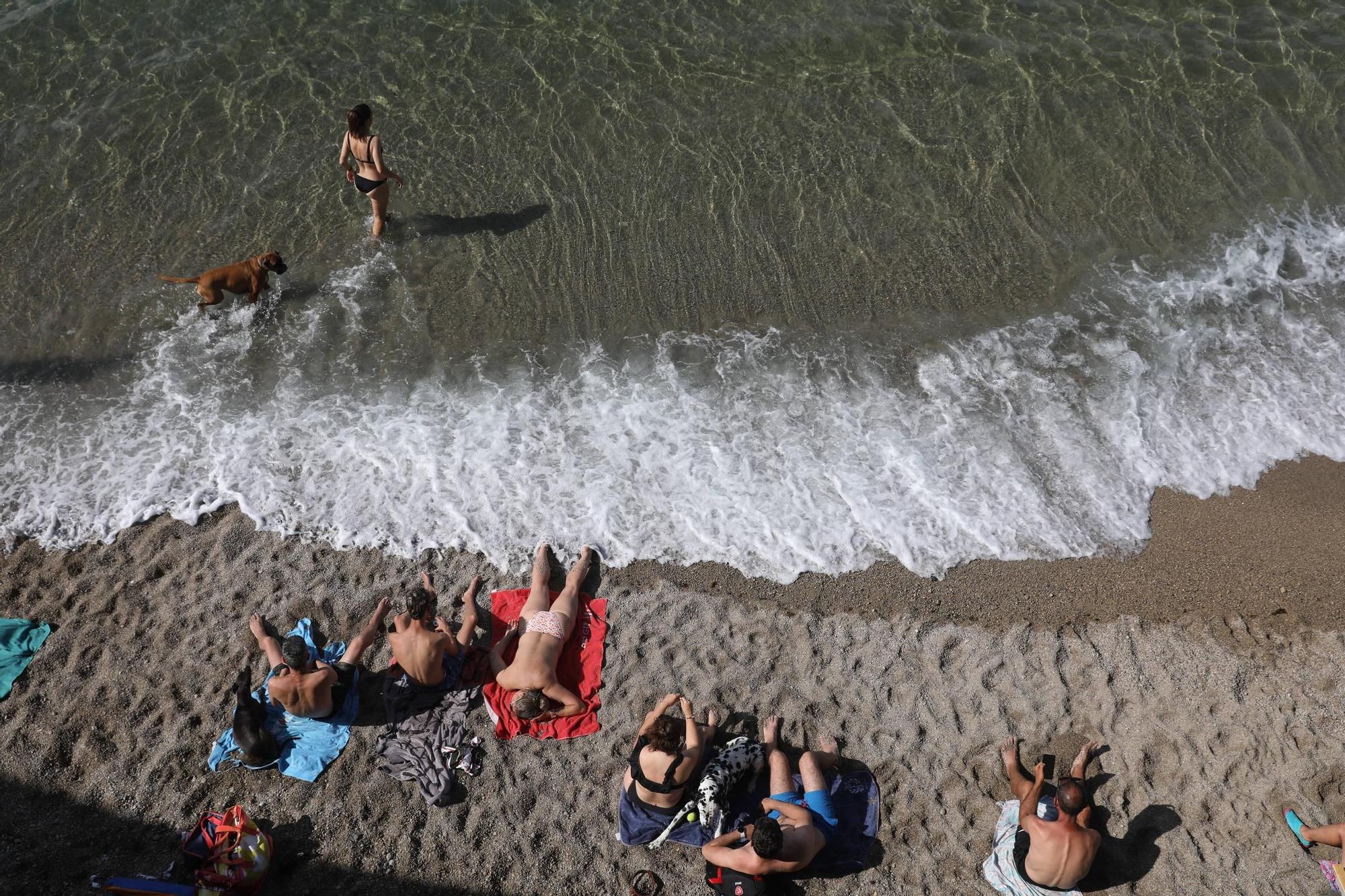Así es la convivencia entre perros y bañistas en la playa del Rinconón (en imágenes)