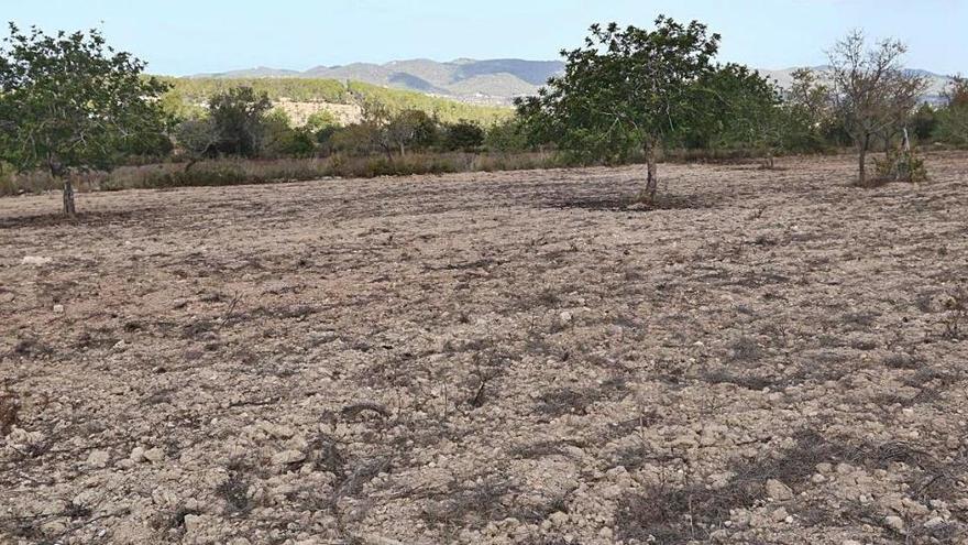 El nivel de lluvias ha sido deficitario en las Pitiusas en lo que va de año.