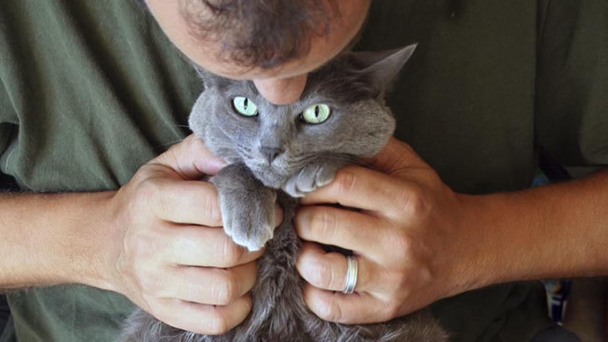 Las caricias son fundamentales para calmar a un gato hiperactivo. 