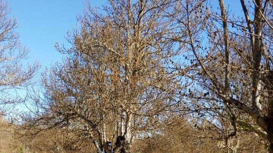 Efecto de las heladas en castaños de Viana do Bolo.