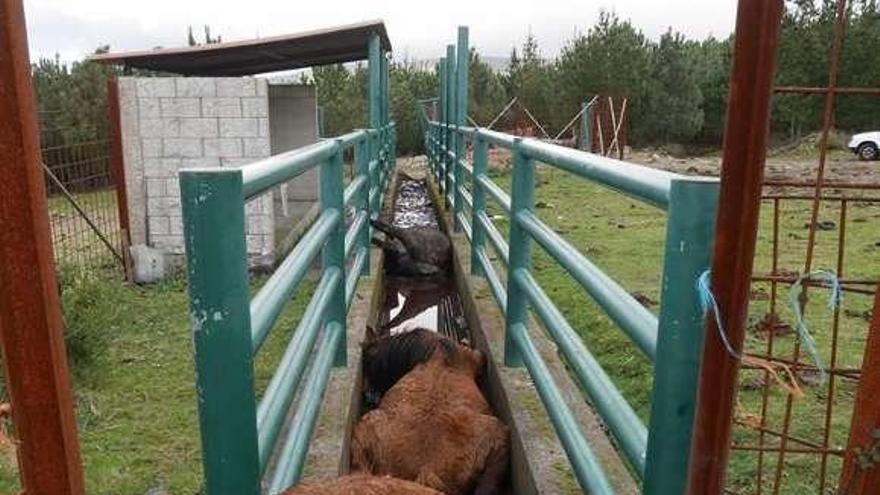 Tres de los cadáveres hallados en Viladeuso.